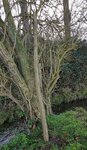 erweitertes Habitat