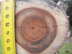 DSCF5743.jpg (159.51 KiB) 6018 mal betrachtet Eibe oben