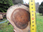 DSCF5737.jpg (222.16 KiB) 6006 mal betrachtet Eibe unten
