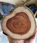 9EF472A7-FEB7-41F2-90D5-683922AECBEC.jpeg (223.9 KiB) 6131 mal betrachtet Unterer Stammabschnitt