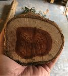 111929F3-8163-45D2-9656-37CB62CC43FB.jpeg (165.2 KiB) 6131 mal betrachtet Oberer Stammabschnitt