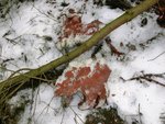 CIMG7679.JPG (749.65 KiB) 2983 mal betrachtet Fuchs