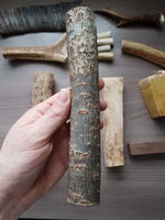 Japanischer Schnurbaum?