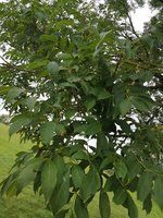 IMG-20190901-WA0002.jpg