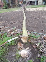 DSCN0591.JPG (466.57 KiB) 9221 mal betrachtet schön erdnah abgesägt, da soll mal Gras drüber wachsen, zu sehen auch die Tatwaffe