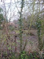 Der Efeu bewachsene ist es.