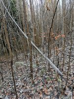 Bergahorn von einem Sturm geknickt, aber noch im Saft(hoffe ist kein Problem)