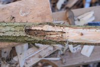 Eine äußerlich nicht sichtbare Gammelstelle ist aufgetaucht. Zum Glück ist er noch lang genug, die kommt in den Griffbereich, der nun zwangsläufig steif bleiben muss.