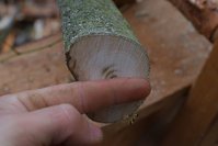 Mirabelle3.jpg (124.39 KiB) 2033 mal betrachtet Gerade kein Maßband zur Hand gehabt, es sollte aber deutlich werden, dass das keine 10cm sind