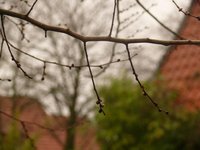 Ulmenzweig mit Knospen