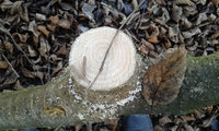 Knospe+Blatt.jpg