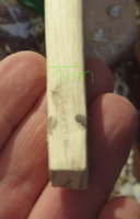 Sap2020_Roteiche_2a_TillerSideNocks.jpg (129.37 KiB) 6797 mal betrachtet Sap2020_Roteiche_2a_TillerSideNocks.jpg