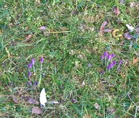 Diese Pflanzen sollten derzeit im Volksmund eher Februarenbecher heißen...