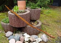 Goldregen 140cm Präsi Abgespannt 1.JPG