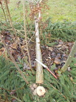 DSCN0676.JPG (484.96 KiB) 9552 mal betrachtet abgesägt mit dieser Säge, das erste mal geschnauft im neuen Jahr