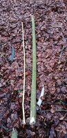 IMG_20211230_162652.jpg (246.73 KiB) 10660 mal betrachtet da liegt er schon gerade...