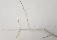 dünner Ast.jpg (1.52 MiB) 9454 mal betrachtet ein Ästchen