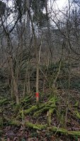 Habitat.jpg (1.94 MiB) 10953 mal betrachtet Das Habitat, alles sog. Wasserschößlinge, der liegende Mutterbaum war ziemlich dick