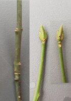 Knospe.jpg (1.13 MiB) 9442 mal betrachtet eine Knospe aus 2 Blickwinkeln + Ästchen