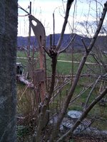 Rohling Hasel Recurve.jpg (664.81 KiB) 3905 mal betrachtet Recurve am Strauch wachsen lassen