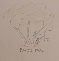 Normalwuchs.jpg (147.35 KiB) 3619 mal betrachtet Hasel, normaler Wuchs