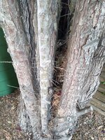 Rinde an verschieden alten Trieben/ Stämmen