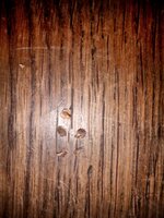 Samen ca 3- 4 mm in der größten Ausdehnung