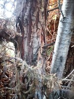 Rinde an verschieden alten Trieben/ Stämmen