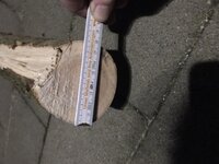 Durchmesser dicker Hasel 1