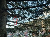 IMG_20230103_141951.jpg (405.85 KiB) 8437 mal betrachtet vor der Ernte