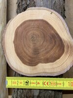 So sieht die Bergeibe aus. Das Holz ist noch frisch vom letzten Donnerstag.