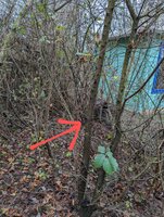 Leider konnte ich keinen größeren Ausschnitt wählen weil ich dort umzingelt von Sanddorn und Brombeeren war.