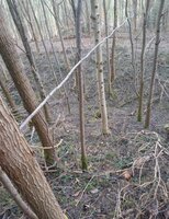 Im reinsten Ulmenparadis was schönes zu finden das unter 10cm liegt war gar nicht sooo einfach