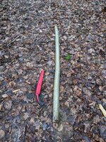 Der Hasel-Kandidat nach Ernte