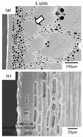 20230909_195958.jpg (811.78 KiB) 5775 mal betrachtet Quelle: Rhizome and root anatomy of moso bamboo (Phyllostachys pubescens) observed with scanning electron microscopy Ryoya Ito1 • Hisashi Miyafuji1 • Nobuhiko Kasuya