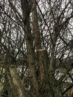 Robinie nachher.jpg (232.04 KiB) 5741 mal betrachtet Robinie nach dem Fällen