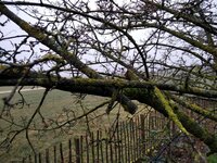 Kornelkirsche Ast abgesägt.jpg (701.08 KiB) 5628 mal betrachtet Kornelkirsche Ast abgesägt