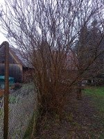 20250102_160105_copy_1500x2000.jpg (1.27 MiB) 7511 mal betrachtet Das Fliederbüschle