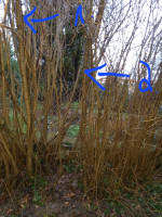 20250102_160322_copy_1500x2000.jpg (854.24 KiB) 7511 mal betrachtet Die 2 Kandidaten