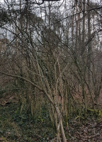 Das Habitat, der Strauch im Hintergrund in dem Efeu-Bereich. Leider das Foto nach dem sägen vergessen.