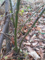 Junge Triebe, jedem bekannt