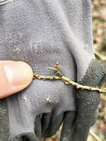 Knospe (leider nicht ganz scharf)