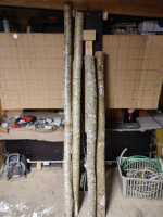 Meine Ausbeute Links der Hasel, Rechts die Ulme