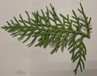 ein kleines Stück vom Zweig