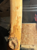 WD_Rueckenring.jpg (353.43 KiB) 860 mal betrachtet Oben freigekratzt, unten mit äußerstem Ring