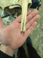 IMG_20260114_172655_copy_3060x4080.jpg (933.74 KiB) 2167 mal betrachtet eingesägt