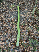 Die versaute Buche, ohne die versaute Rückseite