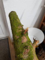 Ast 2 circa 25cm vor Ende des anderen Wurfarms