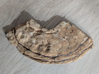 Rechts ausgetrieben, links nicht