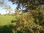 2011-08-17 09.55.51.jpg